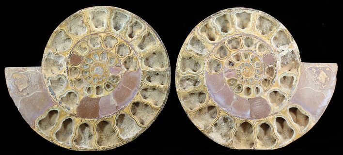 Cut & Polished, Jurassic Ammonite Fossil - Madagascar #51251